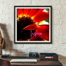 Search for red daisy posters Photography