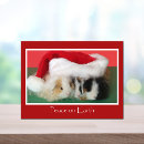 Search for guinea pig christmas cards Animal