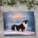 Search for border collie postcards Dog