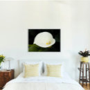 Search for calla lily posters Floral