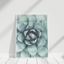 Search for succulent photography Botanical