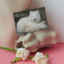 Search for arctic fox cards Animals