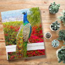Search for peacock puzzles Photography
