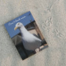 Search for funny seagull cards Animals