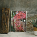 Search for red maple leaf posters Fall colour