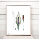 Search for turnip art Flower