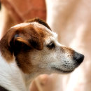 Search for jack russell stickers Pets