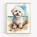 Search for bichon frise art Watercolor