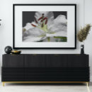 Search for white lily posters Lilies