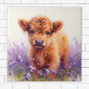 Search for highland tiles Calf