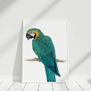 Search for macaws Wildlife