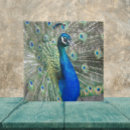 Search for blue peacock tiles Bird