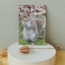 Search for gray squirrel Critter