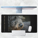 Search for shepherd photography Canine
