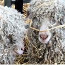 Search for goat tissue paper Cute