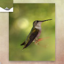 Search for ruby throated hummingbird posters Wildlife