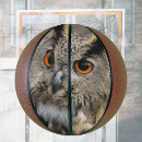 Search for owl photography Nature