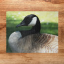 Search for goose puzzles Waterfowl