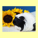Search for guinea pig posters Cavy