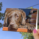 Search for black labrador retriever birthday cards Animal