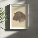 Search for chimpanzee posters Wild animals