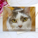 Search for cool cat photography Create your own