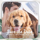 Search for dog tags invitations Modern