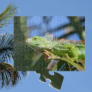 Search for green dragon puzzles Iguana