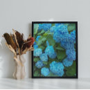Search for hydrangea photo posters Floral
