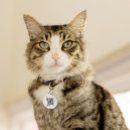 Search for qr code pet tags Scan me