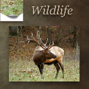 Search for american wildlife posters Elk