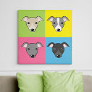 Search for greyhound Iggy