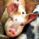 Search for small pig stickers Farm animals