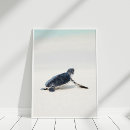 Search for cute beach posters Turtle