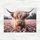 Search for cow postcards scottish