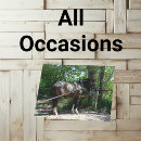 Search for harness cards Photography