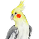 Search for parrot christmas tree decorations Tropical birds