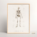 Search for anatomic posters Skeleton