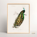 Search for peafowl posters Vintage