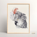 Search for cockatoo posters Illustration