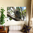 Search for koala canvas prints Bear