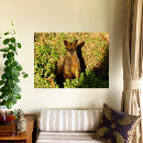 Search for wallaby posters Kangaroo