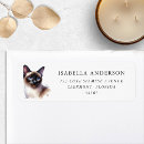 Search for siamese labels Blue eyes cat
