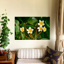 Search for frangipani art Tropical flower