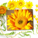 Search for yellow sunflowers postcards Plant