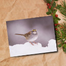 Search for winter white postcards Photography