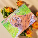 Search for digital tiger postcards Wildlife