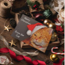 Search for new kitten cards Tabby