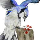 Search for jays invitations Nature