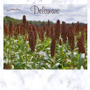 Search for crops postcards Outdoors